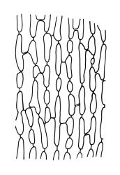 Dicranoloma platycaulon, laminal cells from middle of leaf base. Drawn from isolectotype, W. Bell s.n., CHR 543119.
 Image: R.C. Wagstaff © Landcare Research 2018 